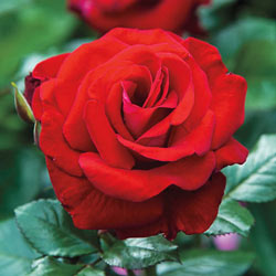 Drop Dead Red Floribunda Rose