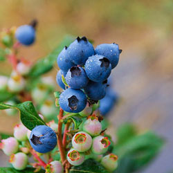 Perpetua® Blueberry 