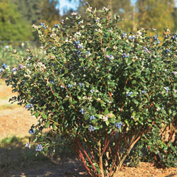 Perpetua® Blueberry 