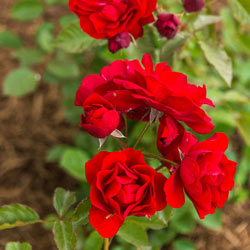 Showbiz Rose