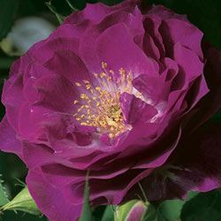Wild Blue Yonder™ Grandiflora Rose