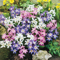 Mixed Glory Of The Snow