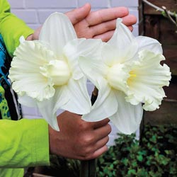 Mount Hood Trumpet Daffodil
