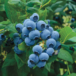 Giant Blueberry