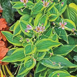 Autumn Glow Toad Lily