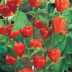 Chinese Lanterns