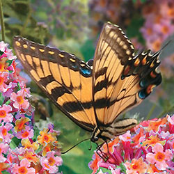 Kaleidoscope Butterfly Bush