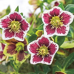 Romantic Getaway Lenten Rose