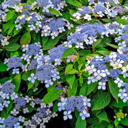 Blue Billow Hydrangea
