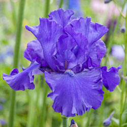 Blueberry Bliss Bearded Iris