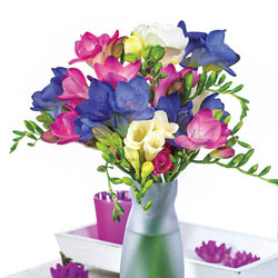 Cool Breeze Freesia Blend