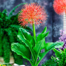 Blood Lily