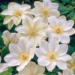 White Wall Of Flowers Clematis