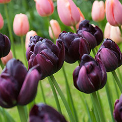Black Hero Tulip