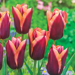 Slawa Tulip