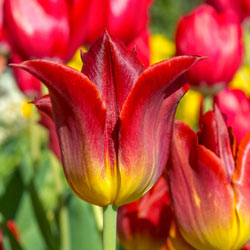 Striking Match Tulip
