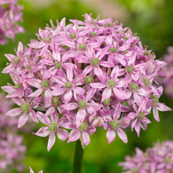 Pink Jewel Allium