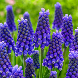 Blue Magic Grape Hyacinth