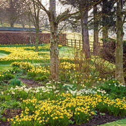 Woodland Carpet of Daffodils