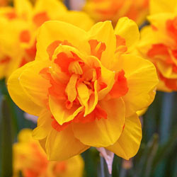 Le Torch Daffodil