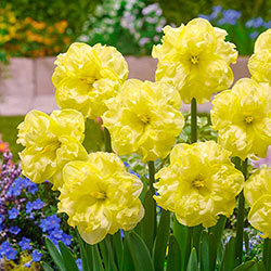 Sunny Side Up Daffodil