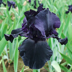 Blackwater German Iris