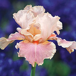 Entitled German Iris