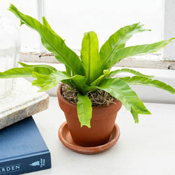 Crissie Bird's Nest Fern