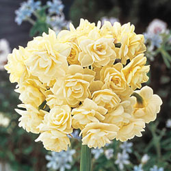 Summer Cheer Daffodil