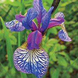 Shaker's Prayer Siberian Iris