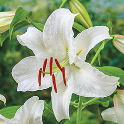 Casa Blanca Oriental Lily