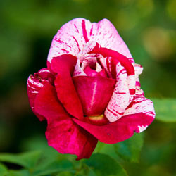 Scentimental™ Floribunda Rose