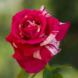 Scentimental™ Floribunda Rose