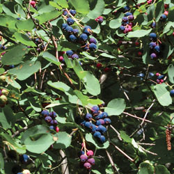 Saskatoon Blueberry