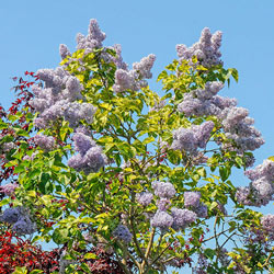 Lavender Variegated French Hybrid Lilac