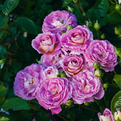 Arctic Blue™ Floribunda Rose