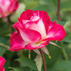 Love At First Sight Hybrid Tea Rose