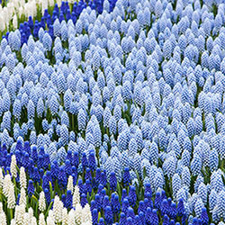 Spring is Coming Grape Hyacinth Collection