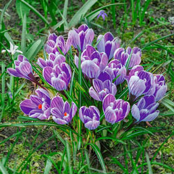 King of the Striped Crocus