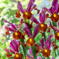 Red Ember Dutch Iris