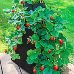 Grow Tub™ Strawberry Tower™