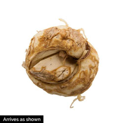 Crown Imperials Mix
