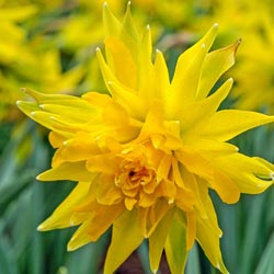 Rip Van Winkle Daffodil