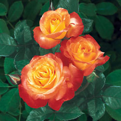 Chihuly® Floribunda Rose