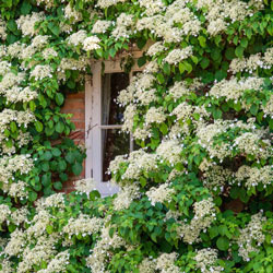 Climbing Hydrangea
