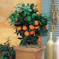 Calamondin Orange Citrus Tree