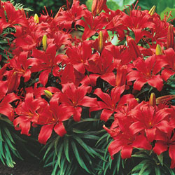 Red Storm Border Lily