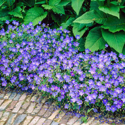 Blue Fusion Everblooming Hardy Geranium