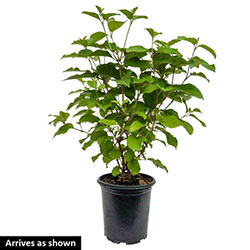 Shasta Viburnum