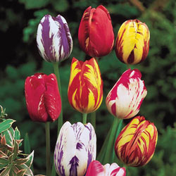 Rembrandt Mixed Tulips